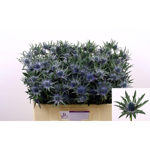 ERYNGIUM ORION QUESTAR ERYN ORION Q