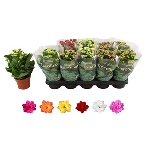 .Kalanchoe blossfeldiana gevuld rosalina gemengd 6