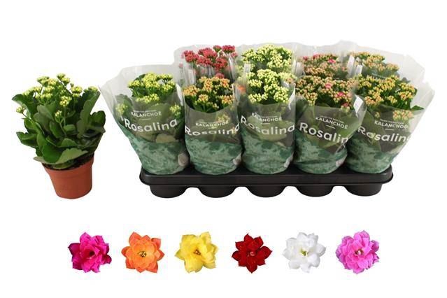 <h4>.Kalanchoe blossfeldiana gevuld rosalina gemengd 6</h4>