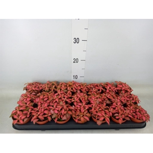 Fittonia verschaf. 'Forest Flame'