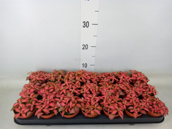 <h4>Fittonia verschaf. 'Forest Flame'</h4>