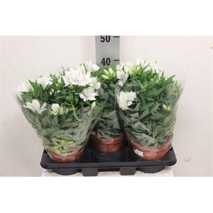 Alstroemeria Inticancha Magic White