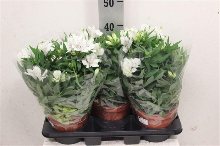 <h4>Alstroemeria Inticancha Magic White</h4>