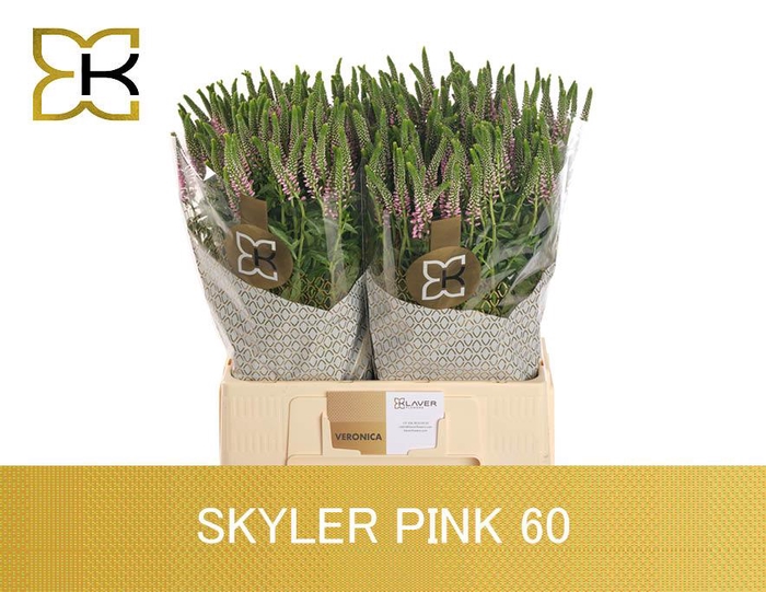 <h4>Veron L Skyler Pink</h4>