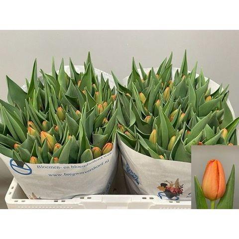 <h4>TU EN TIME OUT</h4>