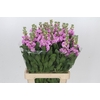 Matthiola Iron Pink