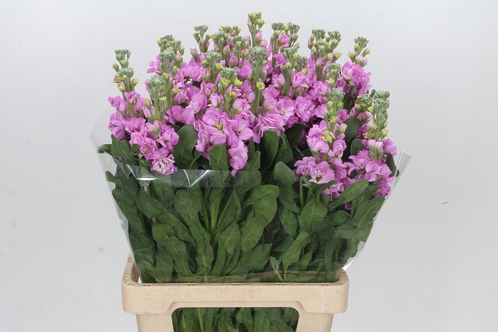 Matthiola Iron Pink