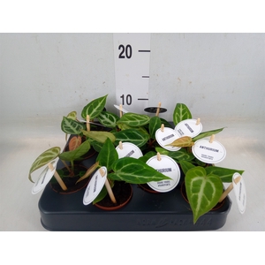 Anthurium   ...