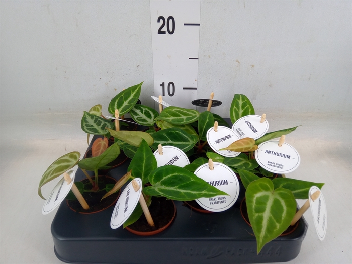 <h4>Anthurium   ...</h4>