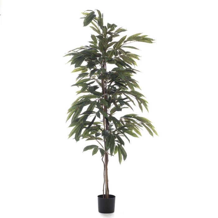 <h4>AF Ficus Alii pot H150cm Green</h4>