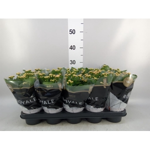 Kalanchoe blos. 'RosDon Feliz'