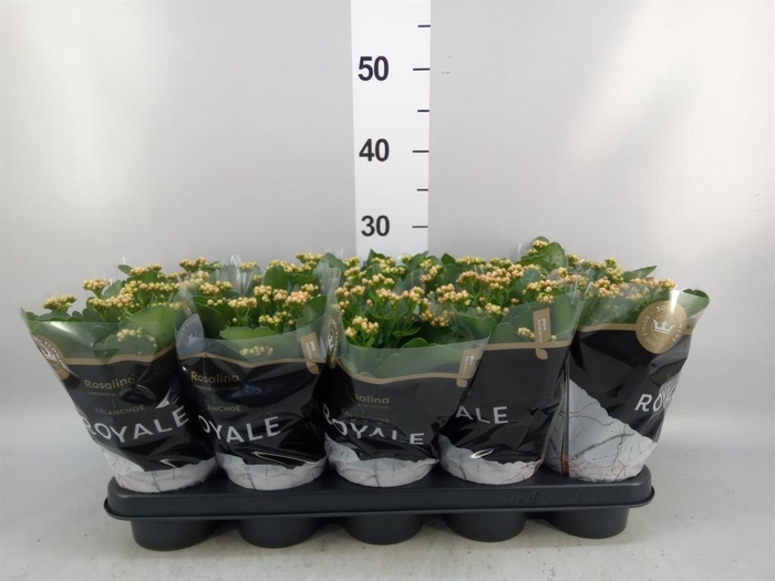 <h4>Kalanchoe blos. 'RosDon Feliz'</h4>