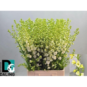 Delph Cons R Qis White