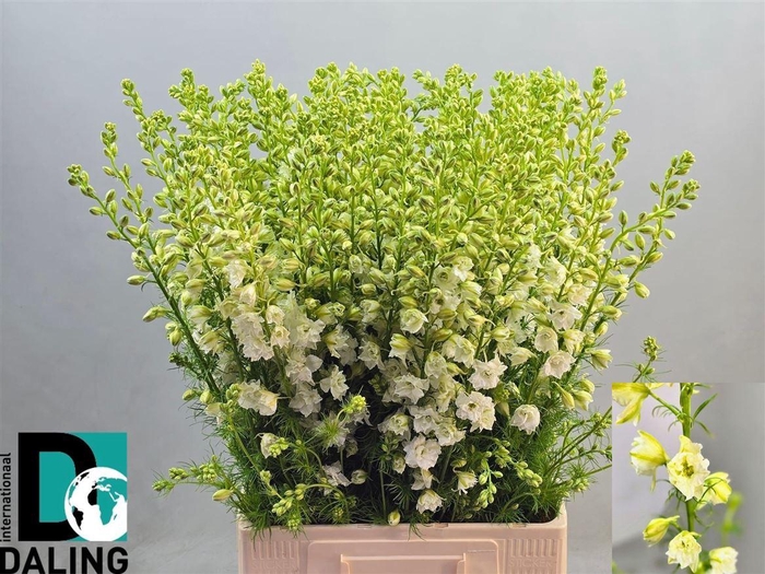 <h4>Delph Cons R Qis White</h4>