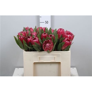 Protea Brenda