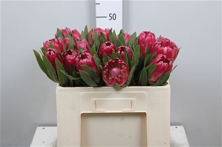 <h4>Protea Brenda</h4>