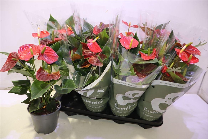 <h4>Anthu An Esudo</h4>