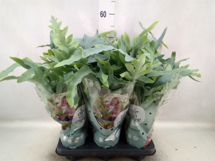 Phlebodium aureum 'Blue Star'