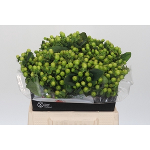 Hypericum Green Power
