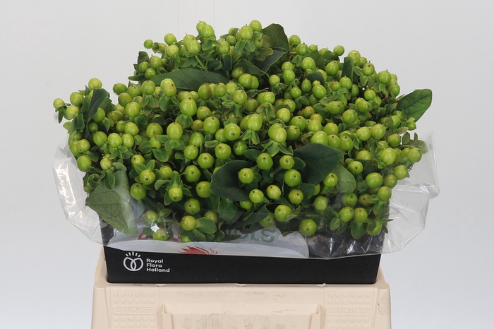<h4>Hypericum Green Power</h4>