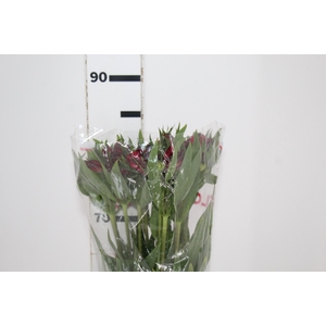 ALSTROEMERIA NATALYA 080 CM