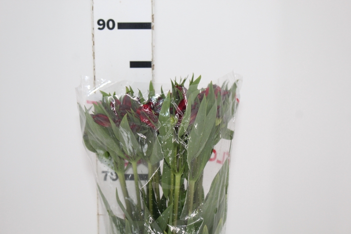 <h4>ALSTROEMERIA NATALYA 080 CM</h4>