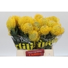 Nutans Ayoba Yellow