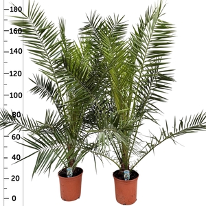 PHOENIX CANARIENSIS