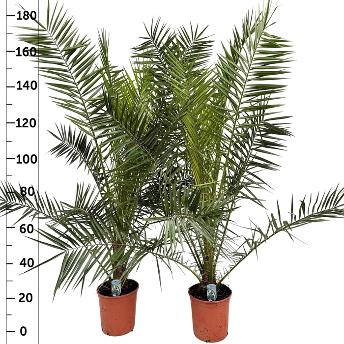 <h4>PHOENIX CANARIENSIS</h4>