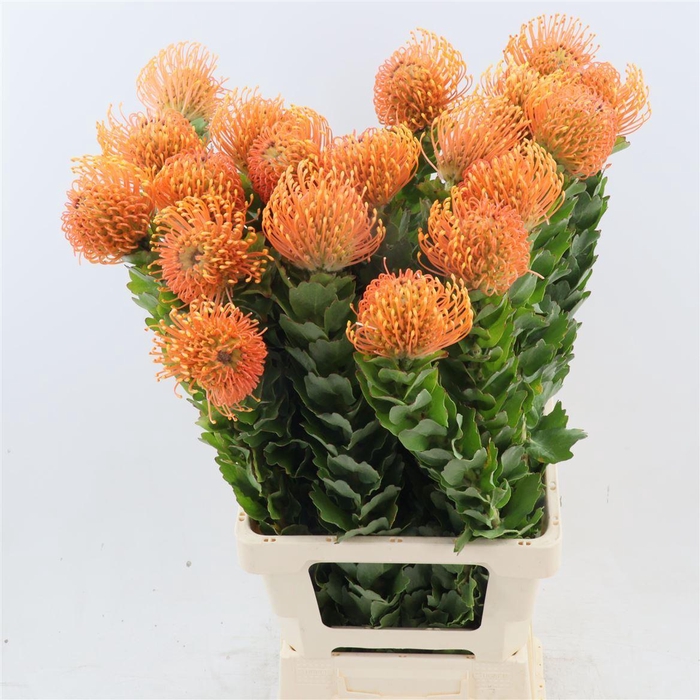 <h4>Leucospermum cordifolium Peter Cone</h4>