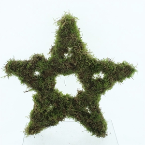 Moss Star Large