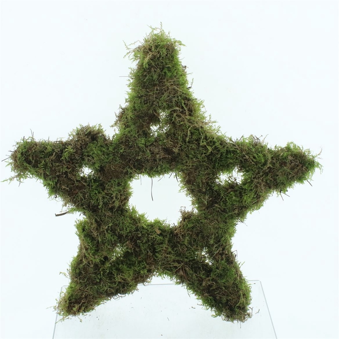 <h4>Moss Star Large</h4>