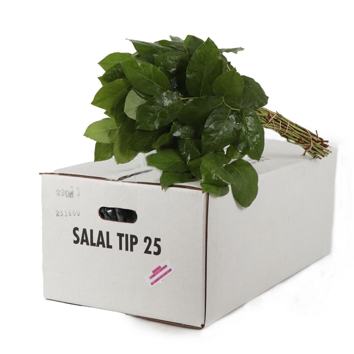 <h4>Salal Tip</h4>