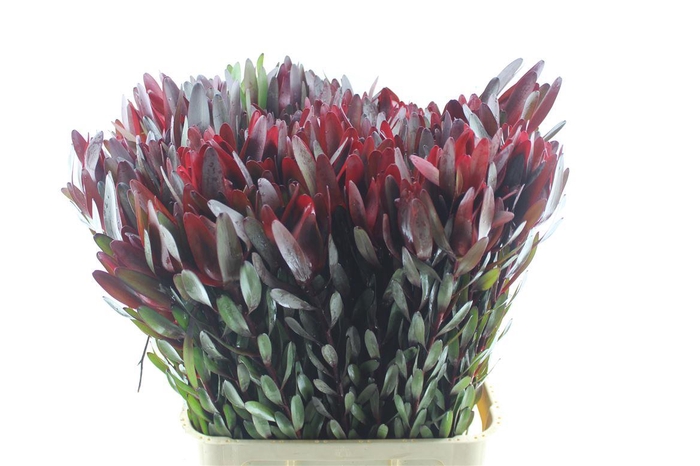 <h4>Leucad Saf Sunset</h4>