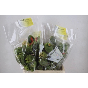 Papaver Mixed Sup Sup P Stem