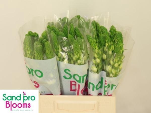 <h4>ORNIT THY MILKY WAY</h4>