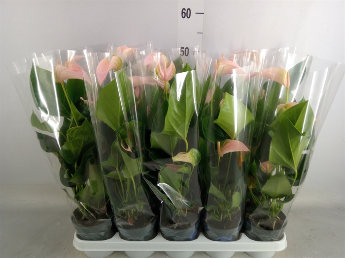 <h4>Anthurium andr. 'Joli Peach'</h4>