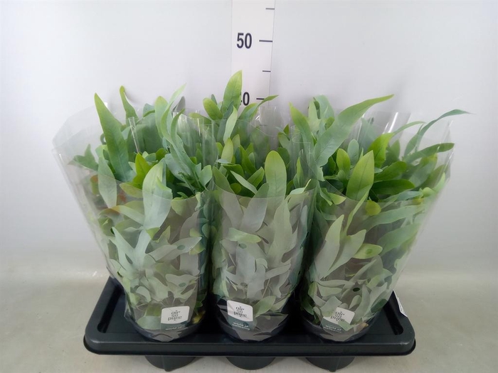 <h4>Phlebodium aureum 'Blue Star'</h4>