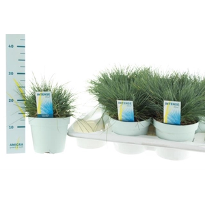 Festuca glauca Intens Blue 17Ø 30cm