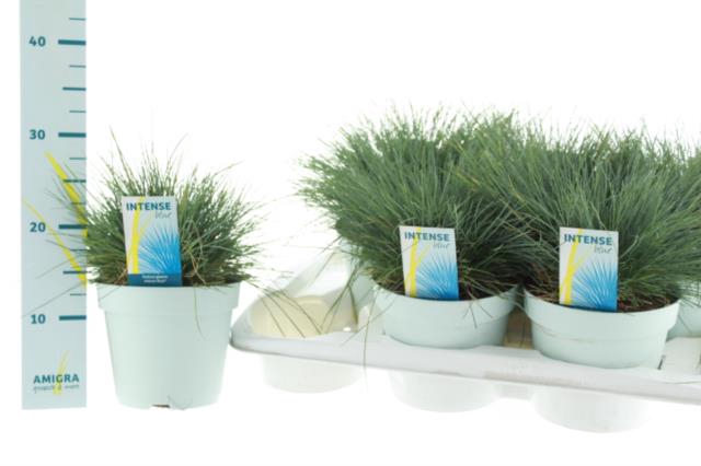Festuca glauca Intens Blue 17Ø 30cm