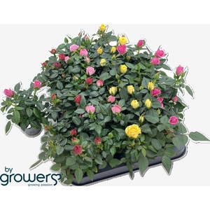 RO KORDANA GEM 4 SRT