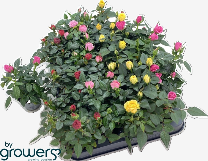 <h4>RO KORDANA GEM 4 SRT</h4>