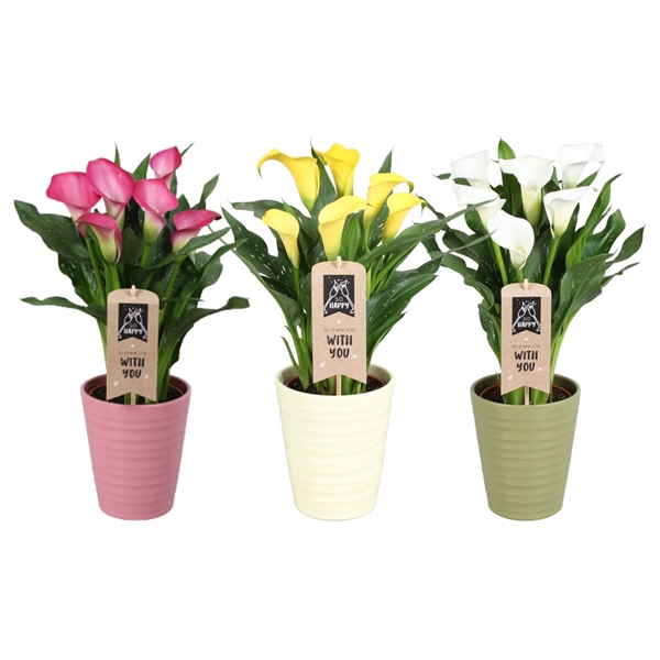 <h4>Zantedeschia gemengd Calla mix in Esmee keramiek</h4>