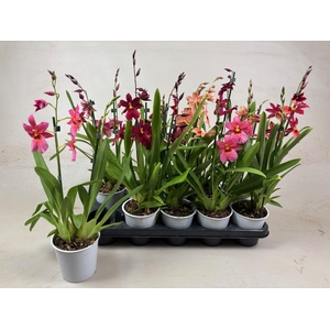 Cambria Nelly Mix 2tak kort