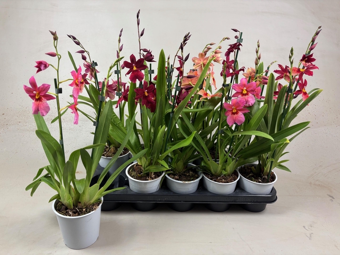 <h4>Cambria Nelly Mix 2tak kort</h4>