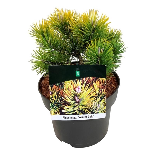 <h4>Pinus mugo 'Winter Gold'</h4>