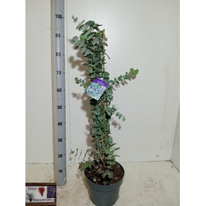 EUCALYPTUS