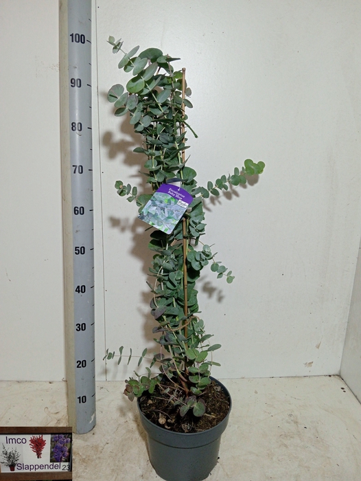 <h4>EUCALYPTUS</h4>