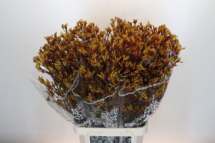 <h4>Anigozanthos Gold Fever</h4>