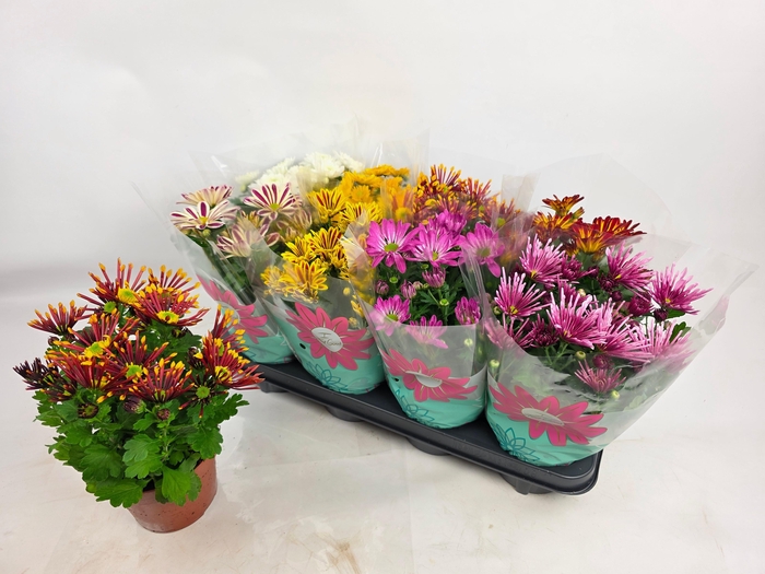 <h4>CHRYS GEM 7 KL</h4>